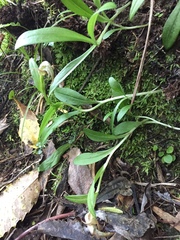 Pterostylis areolata