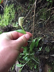 Pterostylis areolata