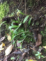 Pterostylis areolata