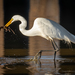 Great Egret - Photo (c) kempo63, some rights reserved (CC BY-NC), uploaded by kempo63