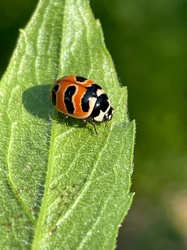 Three-banded Lady Beetle photographed in Maine