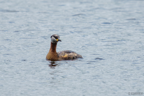 Somormujo cuellirrojo (Podiceps grisegena)
