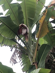 Musa balbisiana