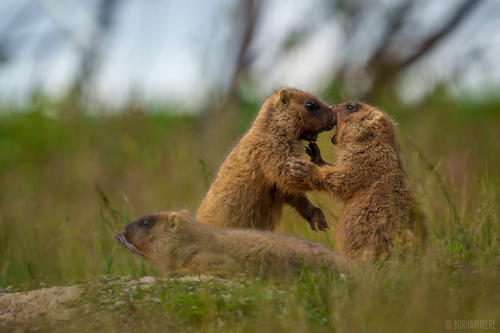 Bobak Marmot