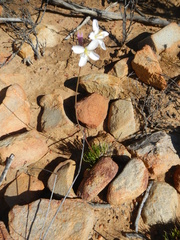Heliophila carnosa
