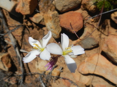 Heliophila carnosa