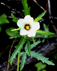 Hibiscus richardsonii