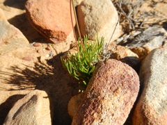 Heliophila carnosa