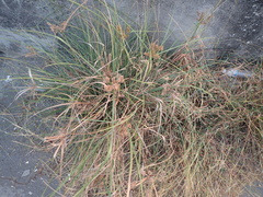 Cyperus javanicus