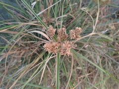 Cyperus javanicus