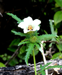 Hibiscus richardsonii