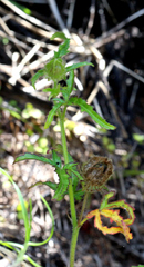Hibiscus richardsonii