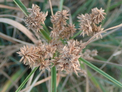 Cyperus javanicus