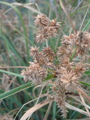 Cyperus javanicus