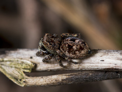 Attulus monstrabilis