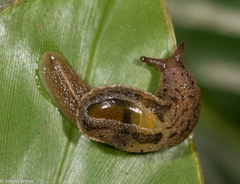 Ostracolethinae