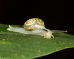 Helicarionidae