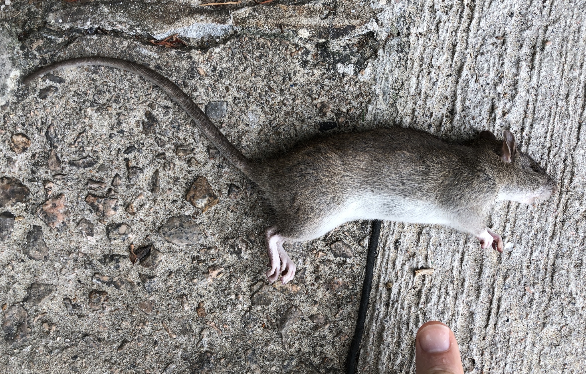 Rattus andamanensis (Blyth, 1860)