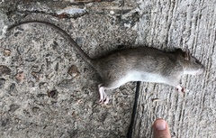 Rattus andamanensis