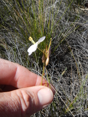 Heliophila carnosa
