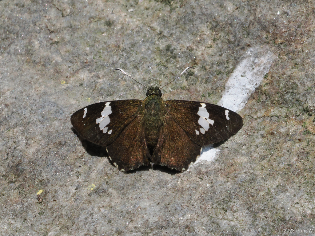 Himalayan spotted flat
