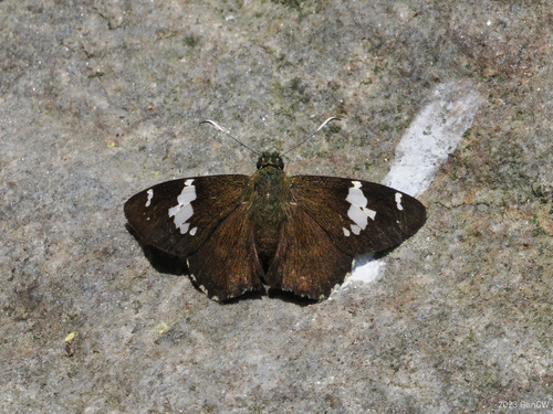 Himalayan spotted flat