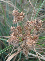 Cyperus javanicus