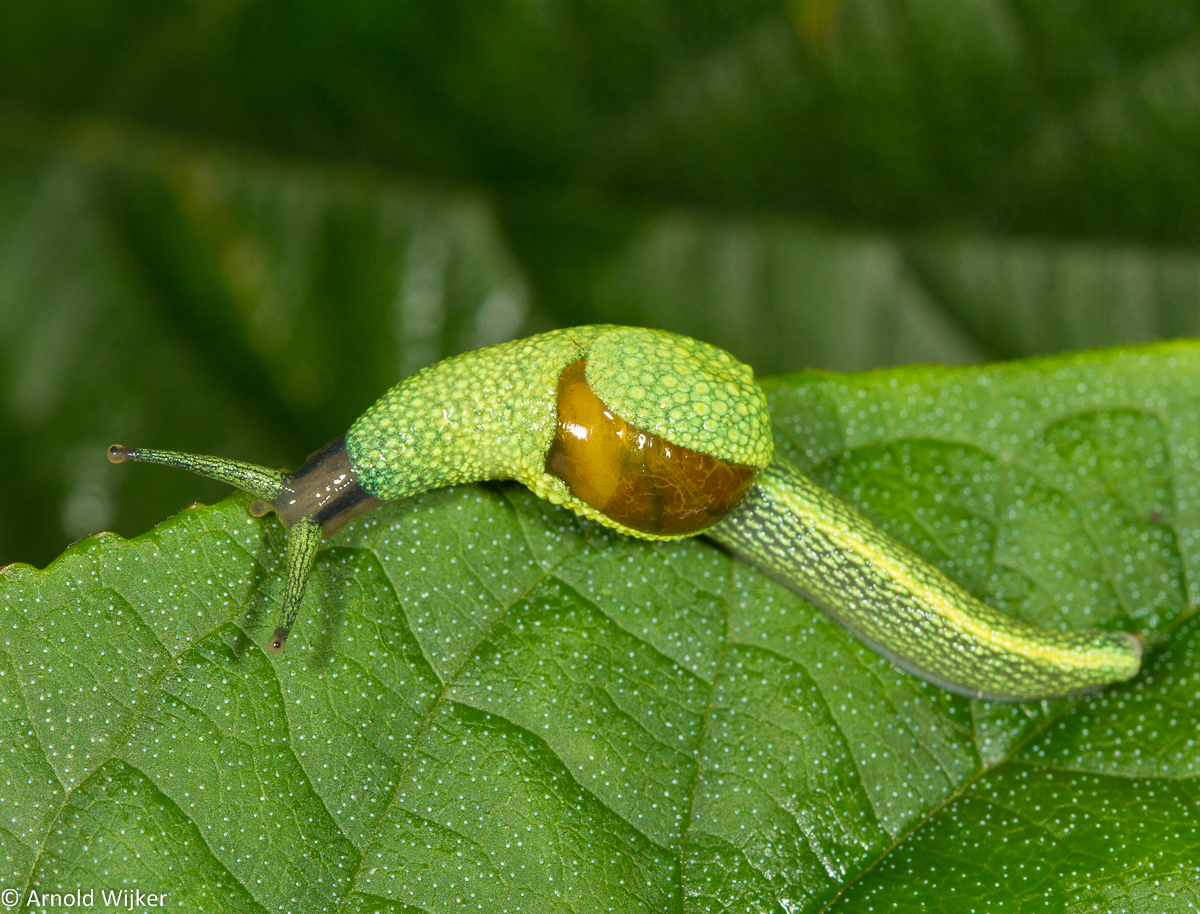 Ninja slug or Long-tailed slug (Ibycus rachelae) : r/PicsOfUnusualSlugs