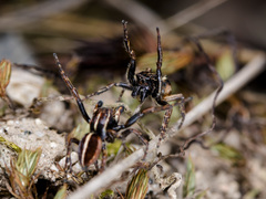 Attulus monstrabilis