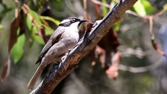 Melithreptus validirostris