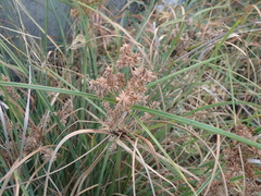 Cyperus javanicus