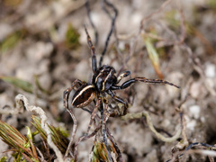 Attulus monstrabilis