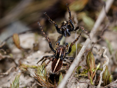 Attulus monstrabilis