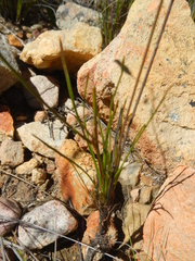 Heliophila carnosa