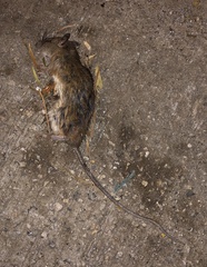 Rattus andamanensis