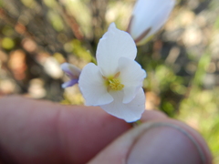 Heliophila carnosa