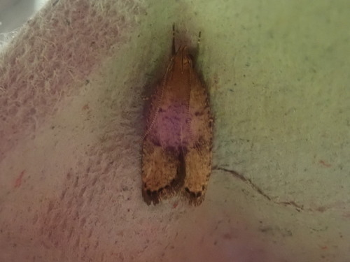 Oak Leaftier Moth photo 4