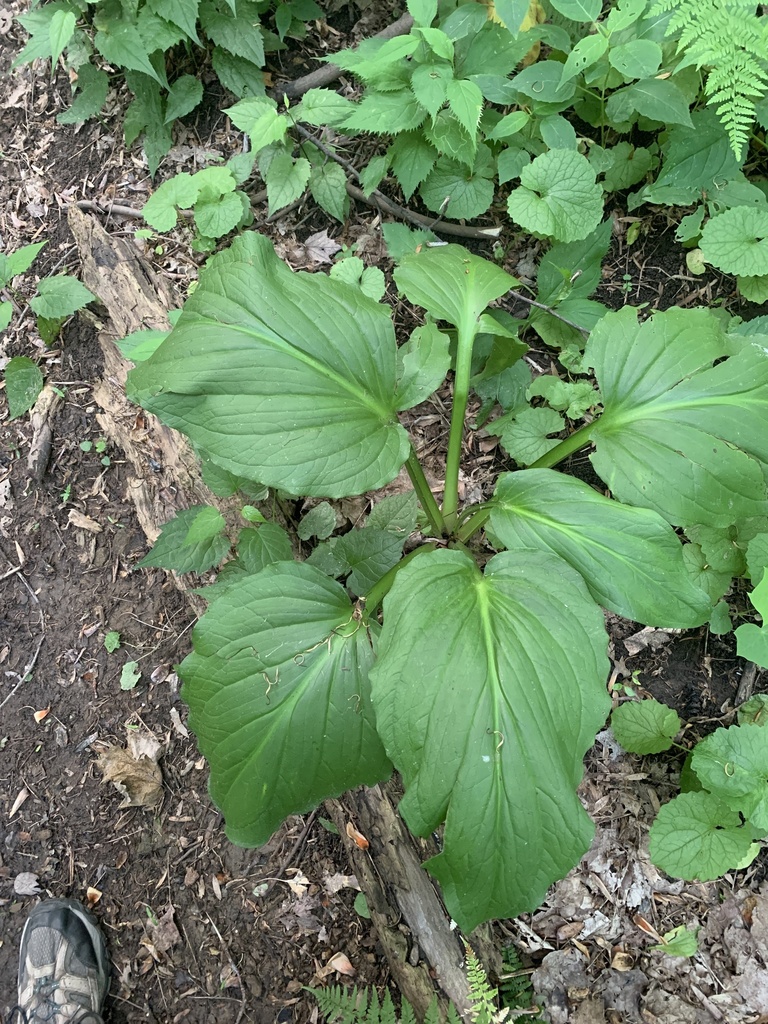 Eastern Skunk Cabbage from West Harrison, Harrison, NY, US on June 14 ...