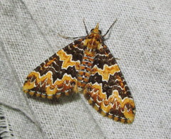 Electrophaes zaphenges