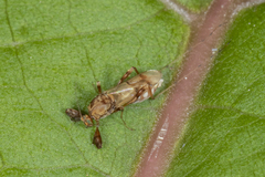 Heteromyia