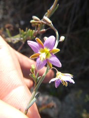 Heliophila cornuta squamata