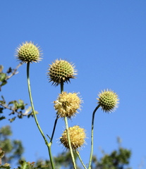 Cephalaria ambrosioides