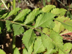 Cephalaria ambrosioides