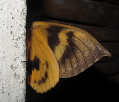 Eudocima sikhimensis
