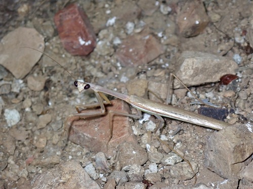 Arizona Tan Mantis photo 4