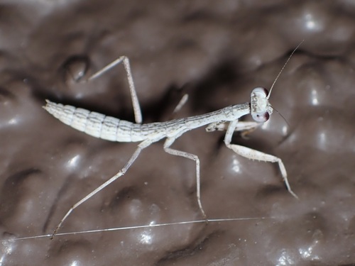 Sonoran Tiger Mantis photo 5