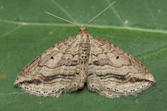 Orthonama vittata