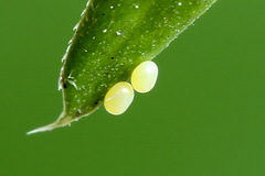 Orthonama vittata