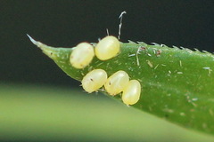 Orthonama vittata