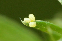 Orthonama vittata